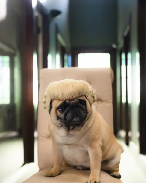 Pugly Eagle